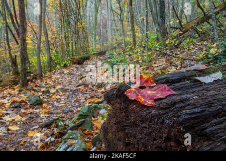 Herbstfarben und Wasserfälle im Shenandoah National Park Stockfoto