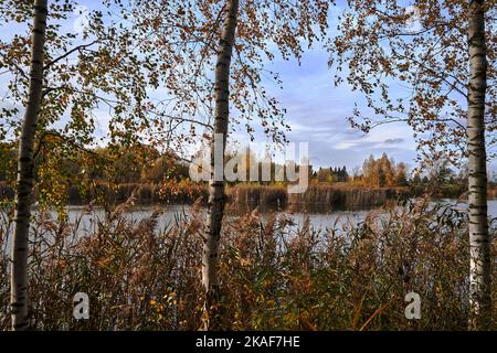Blick auf die weißen Birkenstämme und bunten Blätter am Rand eines Teiches im Herbst in Polen Stockfoto