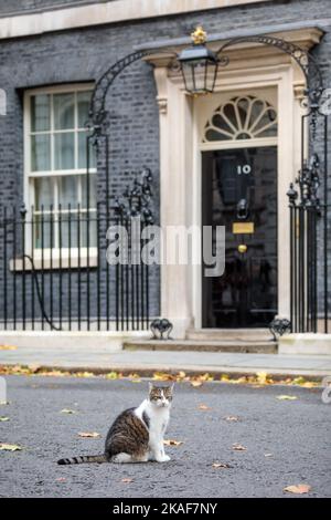 Downing Street, London, Großbritannien. Larry, braun-weiß gestromte Katze und Chief Mouser des Kabinettsbüros, vor der Nummer 10 Downing St. Foto: Amanda Rose Stockfoto