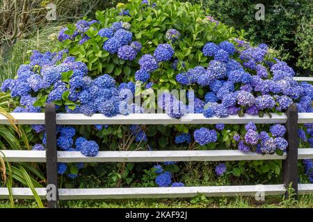 Blaue Hydrangea, Hortensia in voller Sommerblüte. Stockfoto