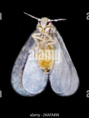 Weiße Fliege, Trialeurodes vaporariorum, ventrale Ansicht mit Pilzwachstum bedeckt Stockfoto