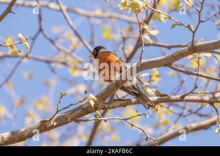 Der Europäische Rotkehlchen (Erithacus rubecula) sitzt in einem Baum Stockfoto