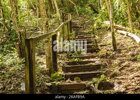 Die Holztreppe auf einem Wanderweg, der von Blättern umgeben ist Stockfoto
