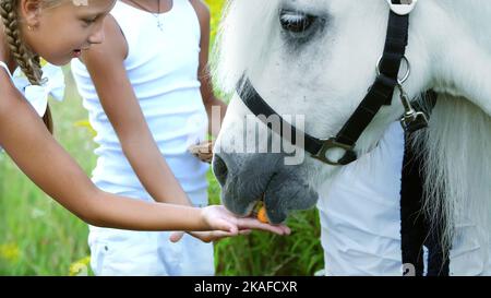 Kinder, ein Junge und ein Mädchen von sieben Jahren, fütterten ein weißes Pony, geben Karotten zu essen. Fröhlicher, glücklicher Familienurlaub. Im Freien, im Sommer, in der Nähe des Waldes. Hochwertige Fotos Stockfoto