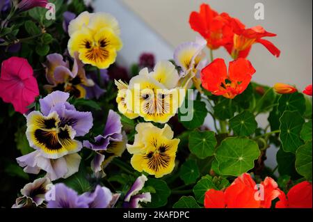 Eine selektive Fokusaufnahme von Viola tricolor im Botanischen Garten, Akureyri, Island Stockfoto