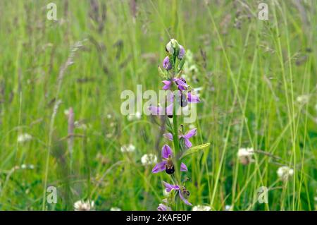 Bienenorchidee - Ophrys apifera - im Grünland. Sommer 2022 Stockfoto