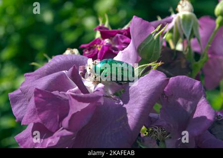 Grüner, schillernder Rosenkäfer auf einer violetten Rose, englischer Garten, Juni 2022. Cetonia Aurata. Stockfoto