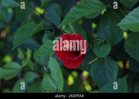 Nahaufnahme einer schönen Hibiscus rosa-sinensis- oder chinesischen Hibiskusblüte. Stockfoto