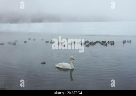 Ein Singschwan, der mit einem Stockenten im Lake Kussaro, Hokkaido, Japan, schwimmte Stockfoto