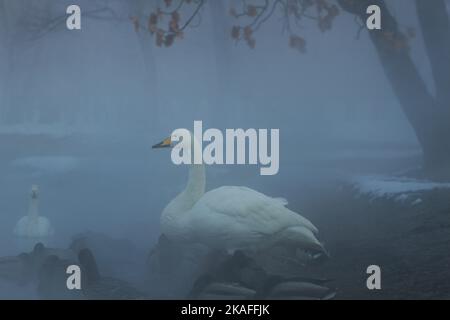 Ein Singschwan und wilde Enten ruhen an einem nebligen Tag an einem Seeufer im verschneiten Wald Stockfoto