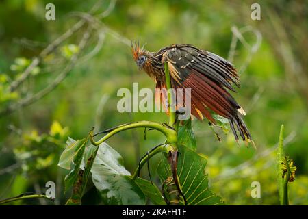 Hoatzin oder Hoactzin (Opisthocomus hoazin) tropischer Vogel in Opisthocomiformes, der in Sümpfen, Uferwäldern und Mangroven des Amazonas und des O gefunden wird Stockfoto