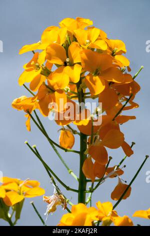 Orange Erysimum, Blume, Erysimum allioni, Blütenkopf, Blüte, Wandblume, Blüte, Pflanze Stockfoto