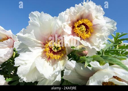 Schön, Paeonia 'Helene Martin', blühend, attraktiv, Blumenköpfe, Baum Pfingstrose, Blumen, Lutea Hybrid, Blume Paeonia Baum weiß Stockfoto