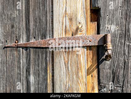 Altes, rostig geschmiedetes Metallscharnier, das an eine Holztür geschraubt wurde Stockfoto