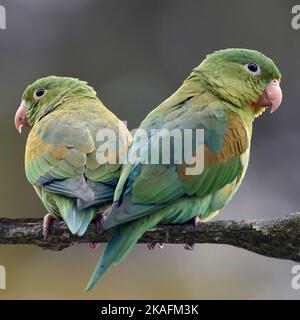Eine Nahaufnahme von zwei orangefarbenen Sittichen (Brotogeris jugularis), die auf einem Ast sitzen und in entgegengesetzte Richtungen schauen Stockfoto
