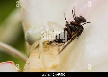 Eine Nahaufnahme einer Krabbenspinne, die eine Fliege fängt Stockfoto