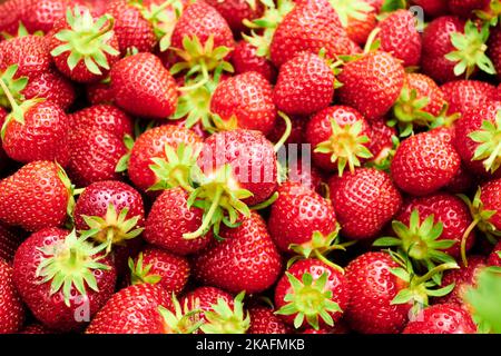 Nahaufnahme eines Stapels Erdbeeren, frisch von einem Bauernhof geerntet Stockfoto