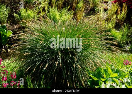 Grasklumpen, Karexpendel, getuftete Kante, Hardy, Pflanze, Sedge, Frühling, Garten, Szene Stockfoto