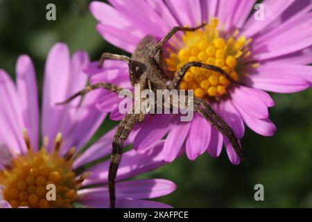 Spinne auf New York Aster Blumen. Aster Novi-Belgii. Michaelmas Daisy. Erigeron glaucus oder Sea Breeze Pflanze. Stockfoto