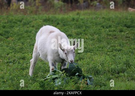 Die Ziege weidet auf der Wiese. Die Ziege frisst den Kohl. Stockfoto
