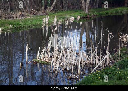 Binsen in der frühen Spring River Wey Navigation surrey england Stockfoto