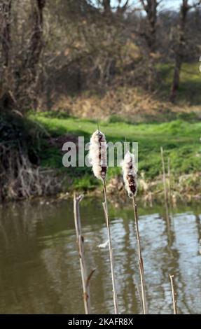 Binsen in der frühen Spring River Wey Navigation surrey england Stockfoto