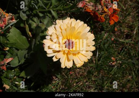 Ringelblume (Calendula Officinalis) Stockfoto