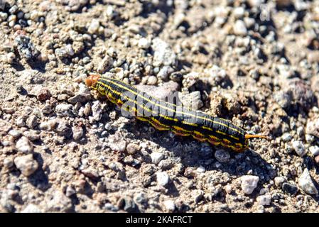 Eine weiße Sphinx Moth Caterpillar in der Wüste Anza-Borrego, Kalifornien. Stockfoto