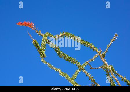 Wüstenlandschaft mit blühendem Ocotillo in Borrego Springs, Kalifornien Stockfoto
