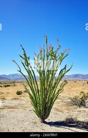 Wüstenlandschaft mit blühendem Ocotillo in Borrego Springs, Kalifornien Stockfoto