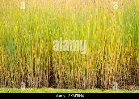 Herbst, Switch Grass, Panicum virgatum, Grenze, Klumpen, Rand, Gräser, Garten, Krautig, Weidengras Stockfoto