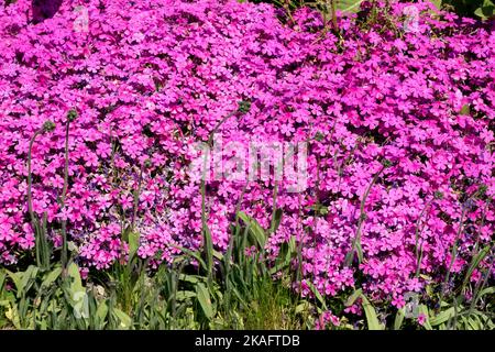 Rosa, schleichend, Phlox McDaniels Kissen Stockfoto