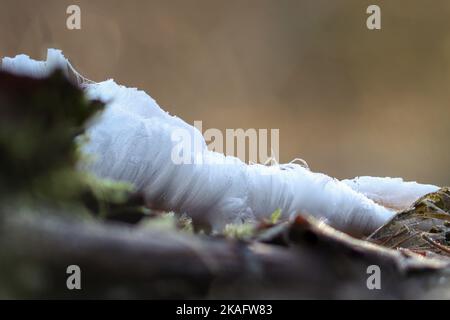 Eiswolle auf verfaultem Holz Stockfoto