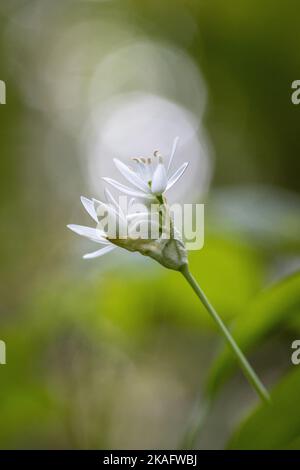 Bärlauch blüht im Wald Stockfoto