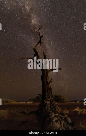 Milchstraße über dem toten Baum in der Namib-Wüste, Namibia Stockfoto