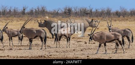 Nashorn (Diceros bicornis) mit anderen Wildtieren am Wasserloch, Etosha National Park, Namibia Stockfoto