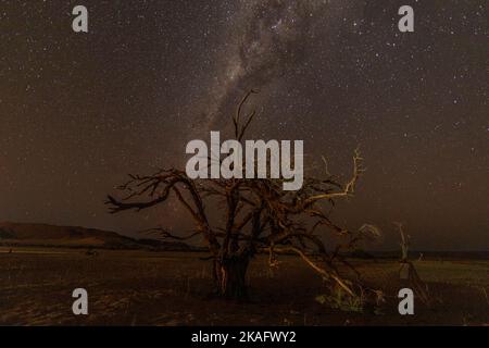 Milchstraße über dem toten Baum in der Namib-Wüste, Namibia Stockfoto