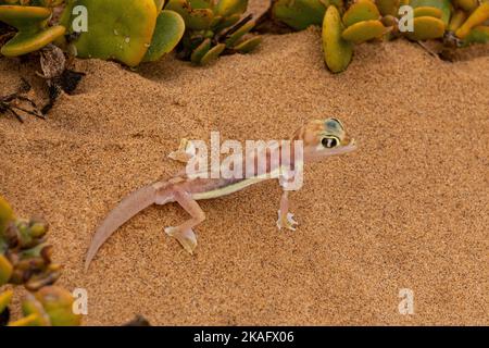 Pachydactylus rangei, der Namib-Sandgecko oder Namib-Webfußgecko Stockfoto