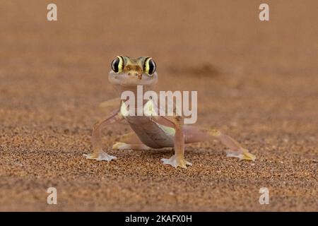 Pachydactylus rangei, der Namib-Sandgecko oder Namib-Webfußgecko Stockfoto