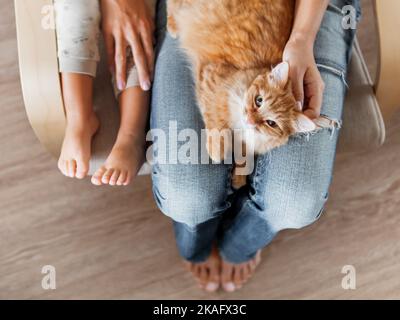 Draufsicht auf niedliche Ingwer-Katze, die auf Knien liegt. Frau in Jeans sitzt auf dem Stuhl mit Kleinkind und mit flauschigen Haustier auf den Knien. Gemütliches Zuhause für Haustiere. Stockfoto