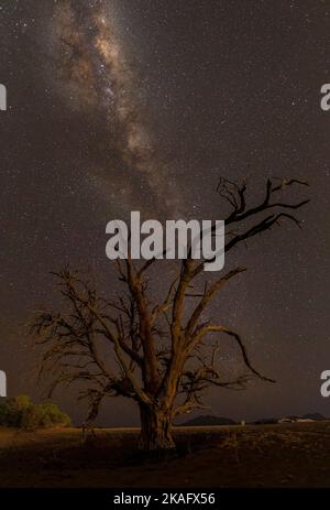 Milchstraße über dem toten Baum in der Namib-Wüste, Namibia Stockfoto