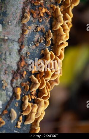 Farnham Common, Großbritannien. 2.. November 2022. Pilze, die auf dem Waldboden wachsen, und tote Baumglieder in den alten Wäldern von Burnham Beeches. Die schönen Wälder, die für ihre Eichen- und Buchenbäume berühmt sind, gehören der City of London Corporation. Die Wälder sind ein Ort von besonderem wissenschaftlichem Interesse sowie ein nationales Naturreservat. Es gibt über 15.000 Arten von Pilzen in Großbritannien. Quelle: Maureen McLean/Alamy Live News Stockfoto
