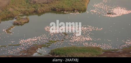 Luftaufnahme einer Gruppe von Flamingos in der Namib-Wüste, Namibia Stockfoto