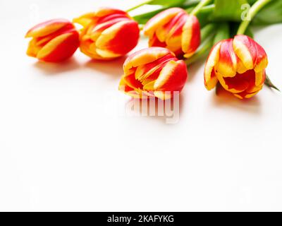 Bund roter Tulpen auf weißem Hintergrund. Fünf frisch gepflückte bunte Blumen. Symbol des Frühlings und der Romantik. Stockfoto