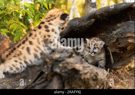 Cougar Kitten (Puma concolor) sieht Geschwister in Log Autumn - Captive Animals Stockfoto