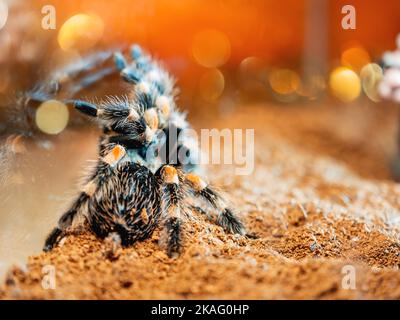 Tarantula-Spinne. Gefährliches Insekt in einem speziellen Terrarium. Stockfoto