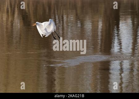 Ein Reiher, ardea alba, fliegt an einem Herbsttag in Iowa über das braune Wasser des Mississippi River. Stockfoto