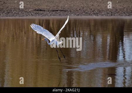 Ein Reiher, ardea alba, fliegt an einem Herbsttag in Iowa über das braune Wasser des Mississippi River. Stockfoto