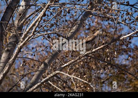 Ein junger Cooper's Hawk, accipiter cooperii, wird am Herbsttag in Iowa in einem Herbstbaum getarnt. Stockfoto