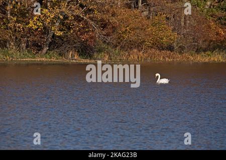 Seitenansicht eines stummen Schwans, Cygnus olor, der am Mississippi River schwimmt, mit Herbstfarben im Hintergrund an einem Herbsttag in Iowa. Stockfoto